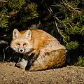 Colorado Red Fox