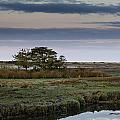 Moon Over Marsh